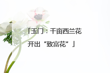 玉门：千亩西兰花开出“致富花”