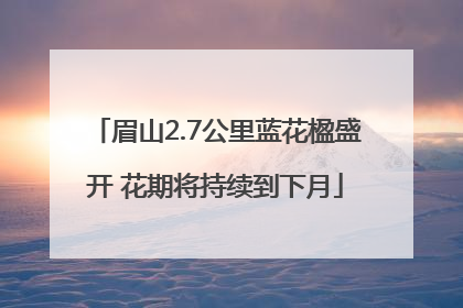 眉山2.7公里蓝花楹盛开 花期将持续到下月