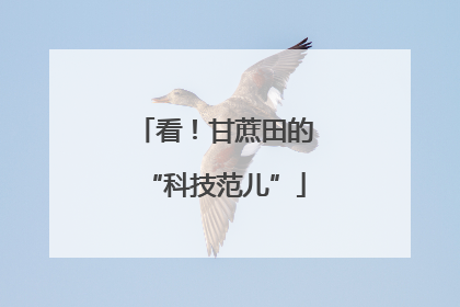 看！甘蔗田的“科技范儿”