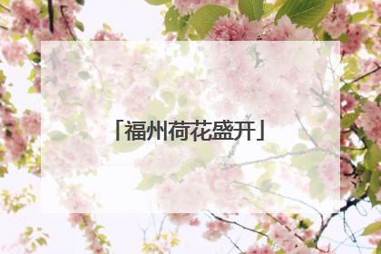 福州荷花盛开