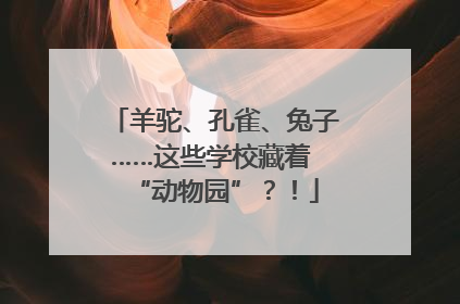 羊驼、孔雀、兔子……这些学校藏着 “动物园”？！