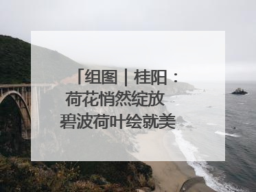 组图｜桂阳：荷花悄然绽放 碧波荷叶绘就美好夏日画卷