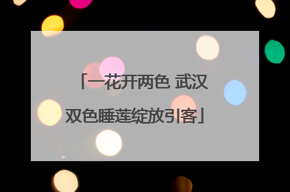 一花开两色 武汉双色睡莲绽放引客