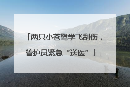两只小苍鹭学飞刮伤，管护员紧急“送医”