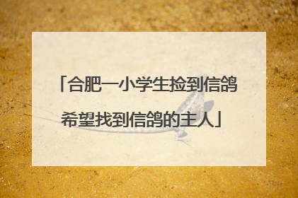 合肥一小学生捡到信鸽 希望找到信鸽的主人