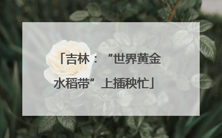 吉林：“世界黄金水稻带”上插秧忙