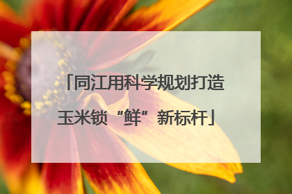 同江用科学规划打造玉米锁“鲜”新标杆