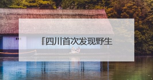 四川首次发现野生朱鹮夏季栖息行为