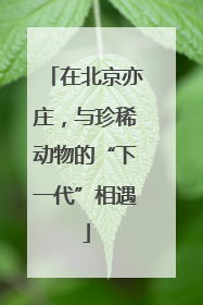 在北京亦庄，与珍稀动物的“下一代”相遇