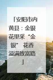 安阳市内黄县：金银花里采“金银” 花香溢满致富路