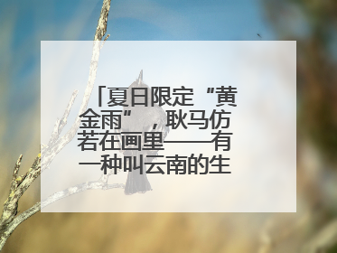 夏日限定“黄金雨”，耿马仿若在画里——有一种叫云南的生活之365天