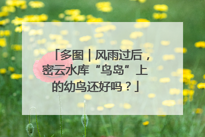 多图｜风雨过后，密云水库“鸟岛”上的幼鸟还好吗？