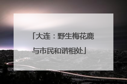 大连：野生梅花鹿与市民和谐相处