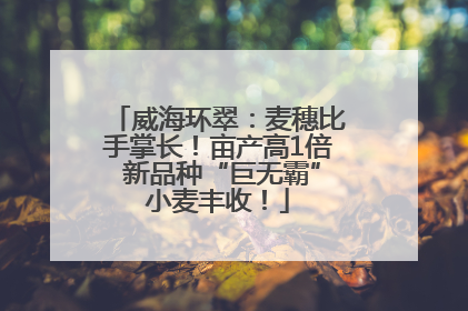 威海环翠：麦穗比手掌长！亩产高1倍 新品种“巨无霸”小麦丰收！