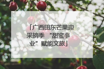 广西田东芒果迎采摘季 “甜蜜事业”赋能文旅
