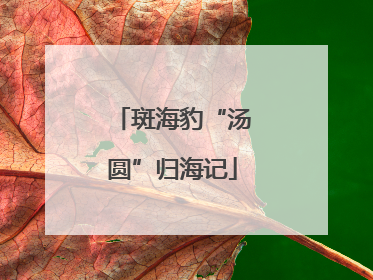 斑海豹“汤圆”归海记