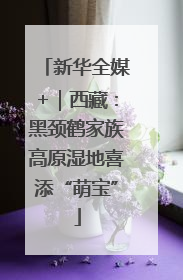 新华全媒+｜西藏：黑颈鹤家族高原湿地喜添“萌宝”