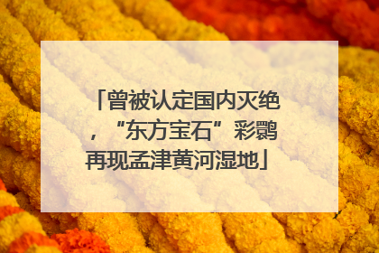 曾被认定国内灭绝，“东方宝石”彩鹮再现孟津黄河湿地