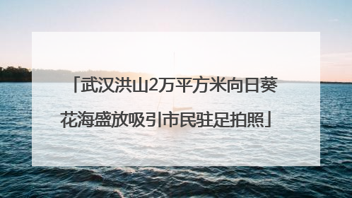 武汉洪山2万平方米向日葵花海盛放吸引市民驻足拍照