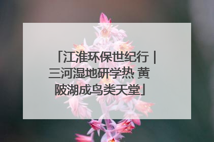 江淮环保世纪行｜三河湿地研学热 黄陂湖成鸟类天堂