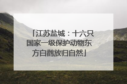 江苏盐城：十六只国家一级保护动物东方白鹳放归自然