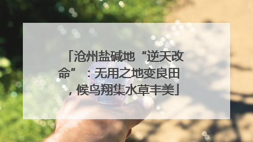 沧州盐碱地“逆天改命”：无用之地变良田，候鸟翔集水草丰美