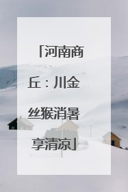 河南商丘：川金丝猴消暑享清凉
