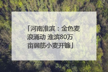 河南淮滨：金色麦浪涌动 淮滨80万亩弱筋小麦开镰