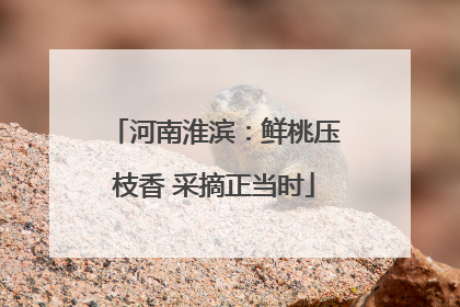 河南淮滨：鲜桃压枝香 采摘正当时
