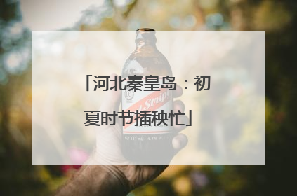 河北秦皇岛：初夏时节插秧忙