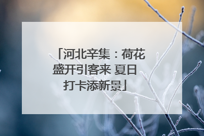 河北辛集：荷花盛开引客来 夏日打卡添新景