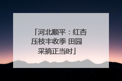 河北顺平：红杏压枝丰收季 田园采摘正当时