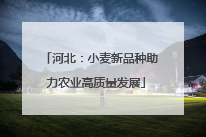 河北：小麦新品种助力农业高质量发展