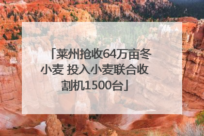 莱州抢收64万亩冬小麦 投入小麦联合收割机1500台