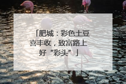 肥城：彩色土豆喜丰收，致富路上好“彩头”