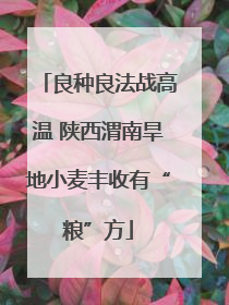 良种良法战高温 陕西渭南旱地小麦丰收有“粮”方