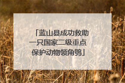 蓝山县成功救助一只国家二级重点保护动物领角鸮
