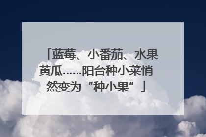 蓝莓、小番茄、水果黄瓜……阳台种小菜悄然变为“种小果”