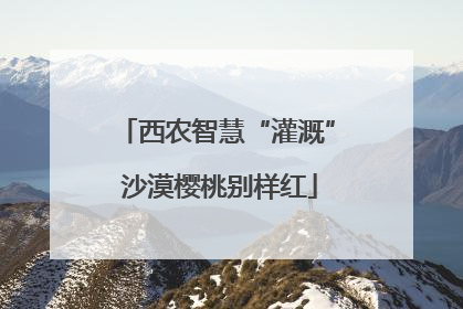 西农智慧“灌溉” 沙漠樱桃别样红