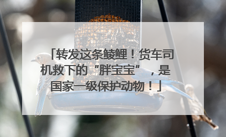 转发这条鲮鲤！货车司机救下的“胖宝宝”，是国家一级保护动物！