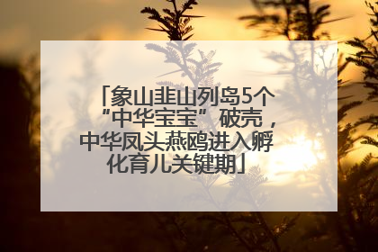 象山韭山列岛5个“中华宝宝”破壳，中华凤头燕鸥进入孵化育儿关键期
