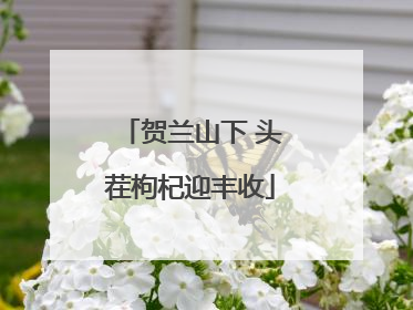 贺兰山下 头茬枸杞迎丰收