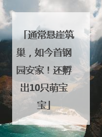 通常悬崖筑巢，如今首钢园安家！还孵出10只萌宝宝