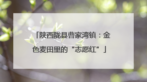 陕西陇县曹家湾镇：金色麦田里的“志愿红”
