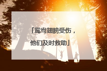 鸳鸯翅膀受伤，他们及时救助