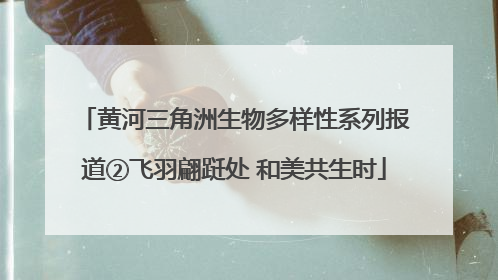 黄河三角洲生物多样性系列报道②飞羽翩跹处 和美共生时