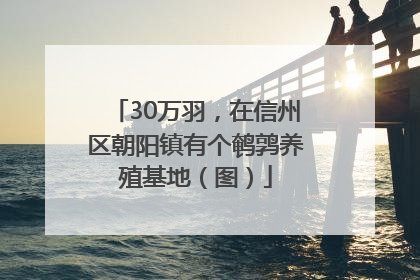 30万羽，在信州区朝阳镇有个鹌鹑养殖基地（图）