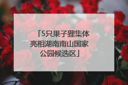 5只果子狸集体亮相湖南南山国家公园候选区