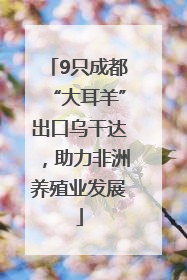 9只成都“大耳羊”出口乌干达，助力非洲养殖业发展